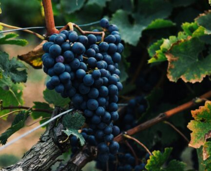 The Grape Edit: Skincare and Beauty You’ll Love