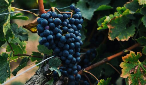 The Grape Edit: Skincare and Beauty You’ll Love