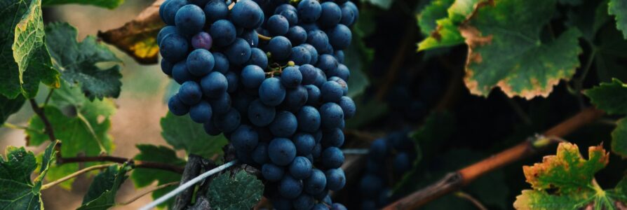 The Grape Edit: Skincare and Beauty You’ll Love