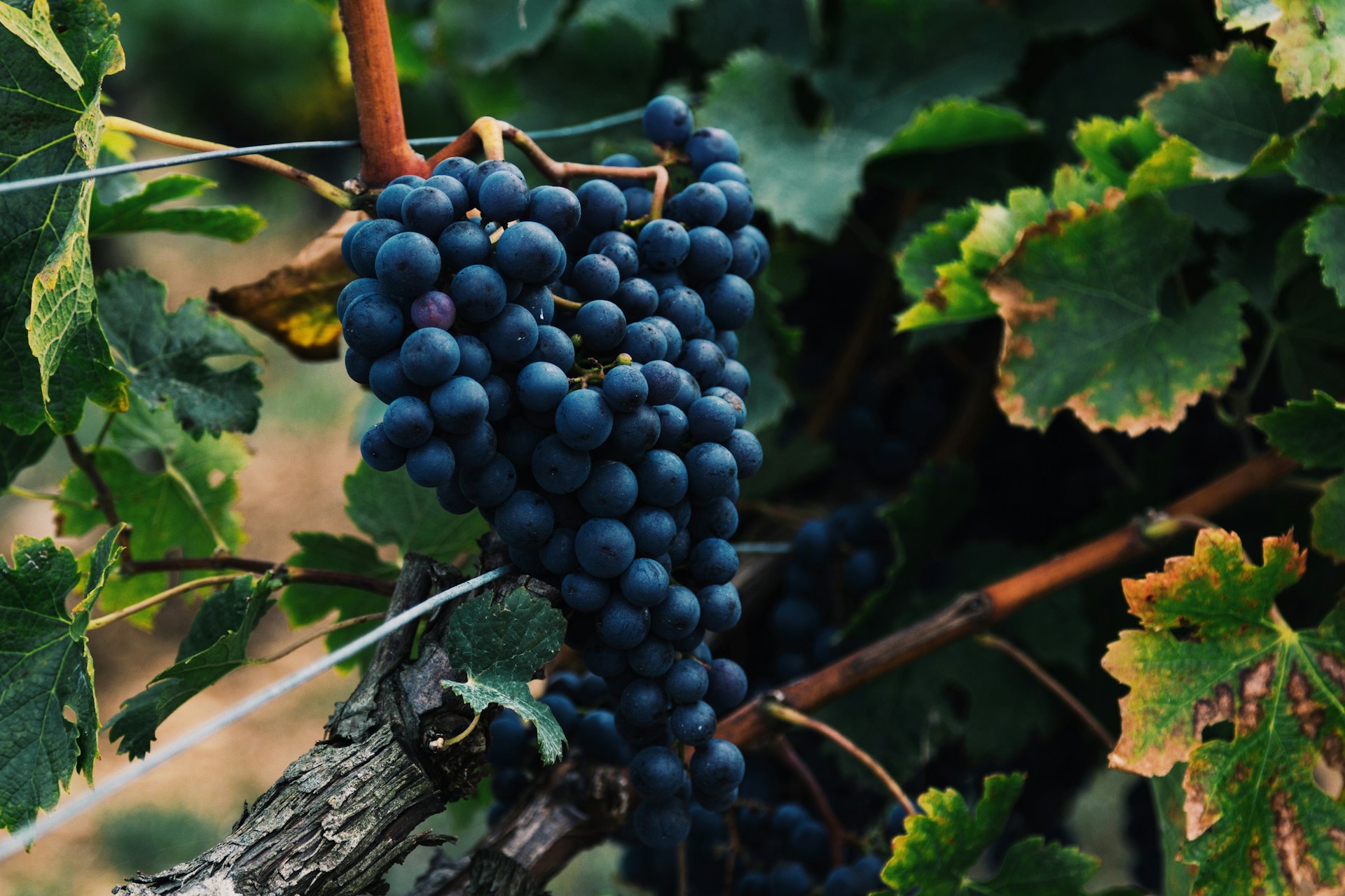 The Grape Edit: Skincare and Beauty You’ll Love